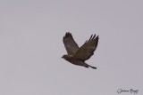 Petite Buse (Broad-winged Hawk)