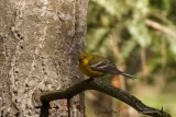 Paruline des pins (Pine Warbler)