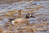 Sarcelle  ailes bleues (Blue-winged Teal)