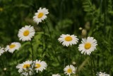 Marguerites