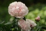 Pivoine