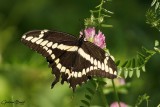 Grand Porte-Queue - Papilio cresphontes