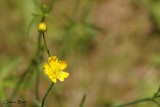 Bouton d'or