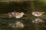 Bcasseau  croupion blanc (White-rumped Sandpiper)