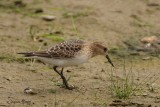 Bcasseau de Baird (Bairds Sandpiper)