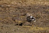 Tournepierre  collier (Ruddy Turnstone)