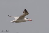 Sterne caspienne (Caspian Tern)