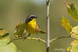 Paruline masque (Common Yellowthroat)