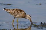 Bcassin roux (Short-billed Dowitcher)