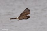 Busard des marais (American Harrier)