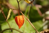 Lanterne chinoise
