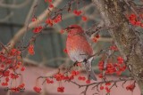 Durbec des sapins (Pine Grosbeak)