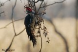 Grand Pic (Pileated Woodpecker)