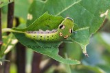 Spicebush Butterfly's Caterpillar