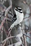 Female Downy Woodpecker 