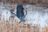 Coming In For a Landing 