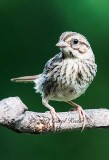 Baby Song Sparrow