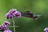 Ruby Throated Hummingbird and Verbena 