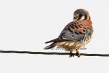 Gallery: Falcons