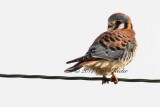 Kestrel Balancing Act 