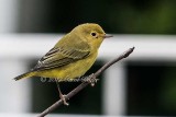 Gallery:Perching Birds, Passerines