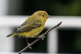 Yellow Warbler