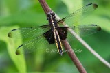 Gallery:Insects,Butterflies, Dragonflies, Damselflies, Bees, Spiders