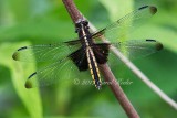 Saddlebags Dragonfly 