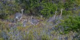 DARWINS RHEAS (Rhea pennata) aka lesser rhea  Patagonia  IMG_0618 