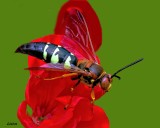 WASP_CICADAKILLER_4_AKVIS_72ppi_IMG_0514.jpg