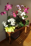 Inges Orchid collection 