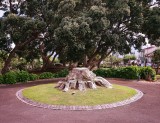 Base of what was the oldest tree on the island.  