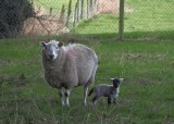First lamb