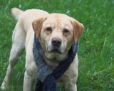 Fudge- A Dog's Tale