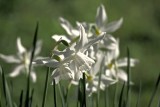 White Daffs