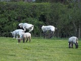 Springing lambs