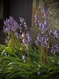 Bluebells