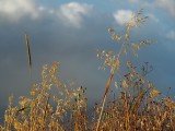 Golden summer evenings
