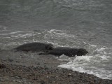 Seal Release