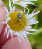 Crab spider (<em>Mecaphesa</em>)