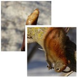Red squirrel eating sap
