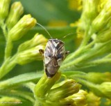 Tarnished plant bug (<em>Lygus lineolaris</em>)