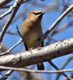 Cedar waxwing
