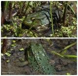 Green frogs  (<em>Lithobates clamitans</em>)