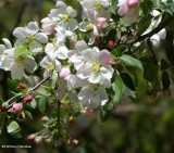 Domestic apple tree (<em>Malus</em>)