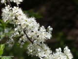 Canada plum (<em>Prunus nigra</em>)