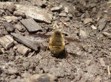 Bee fly (<em>Bombylius major</em>)