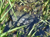 Snapping turtle