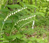 Solomons seal  (<em>Polygonatum pubescens</em>)