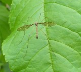 Band-winged cranefly (<em>Epiphragma</em>)?